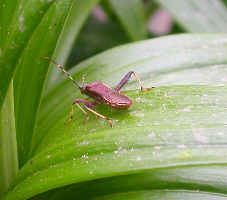 Alydidae: Camptopus lateralis